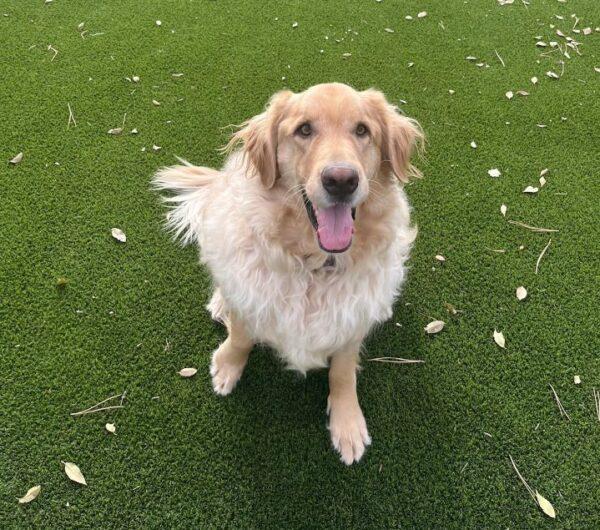 ADOPTED 12/1/24!! Max-5 1/2 years old (Male) - Image 2