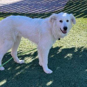 ADOPTED 12/20/24!! Missy-8 months old (Great Pyrenees mix-Female)