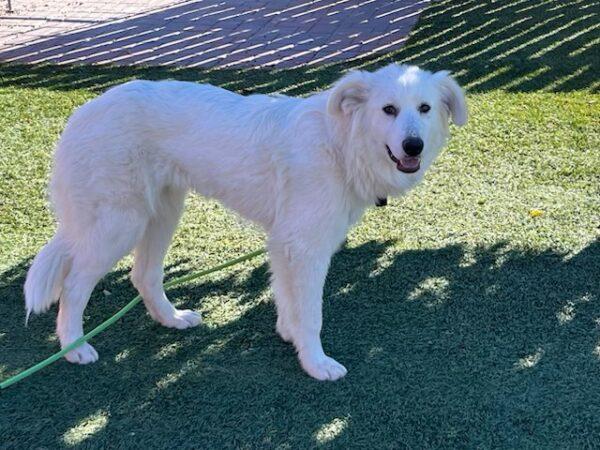 ADOPTED 12/20/24!! Missy-8 months old (Great Pyrenees mix-Female)
