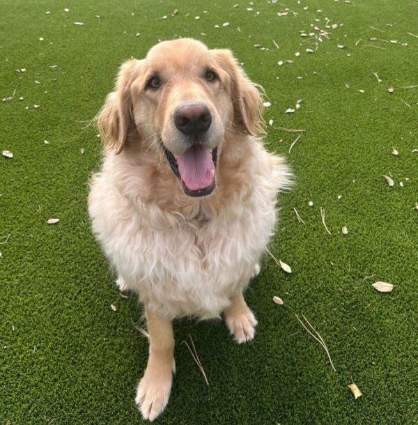 ADOPTED 12/1/24!! Max-5 1/2 years old (Male) - Image 3
