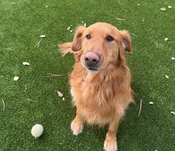 ADOPTED 11/23/24!! Tucker-6 years old (Male) - Image 5