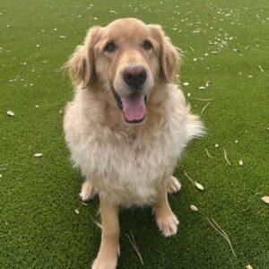ADOPTED 12/1/24!! Max-5 1/2 years old (Male)