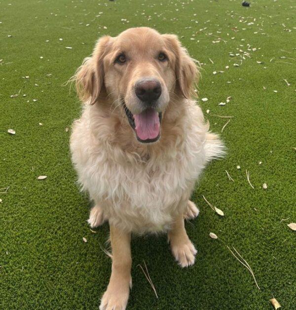 ADOPTED 12/1/24!! Max-5 1/2 years old (Male)