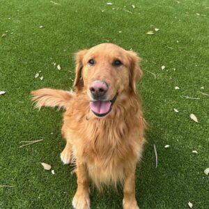 ADOPTED 11/23/24!! Tucker-6 years old (Male)
