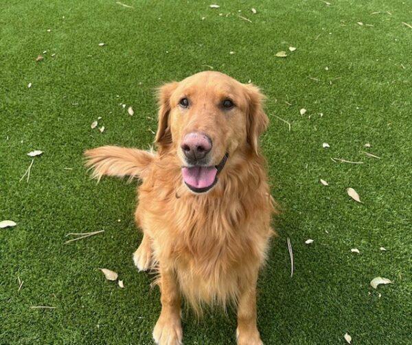 ADOPTED 11/23/24!! Tucker-6 years old (Male)