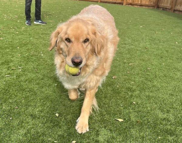 ADOPTED 12/1/24!! Max-5 1/2 years old (Male) - Image 6