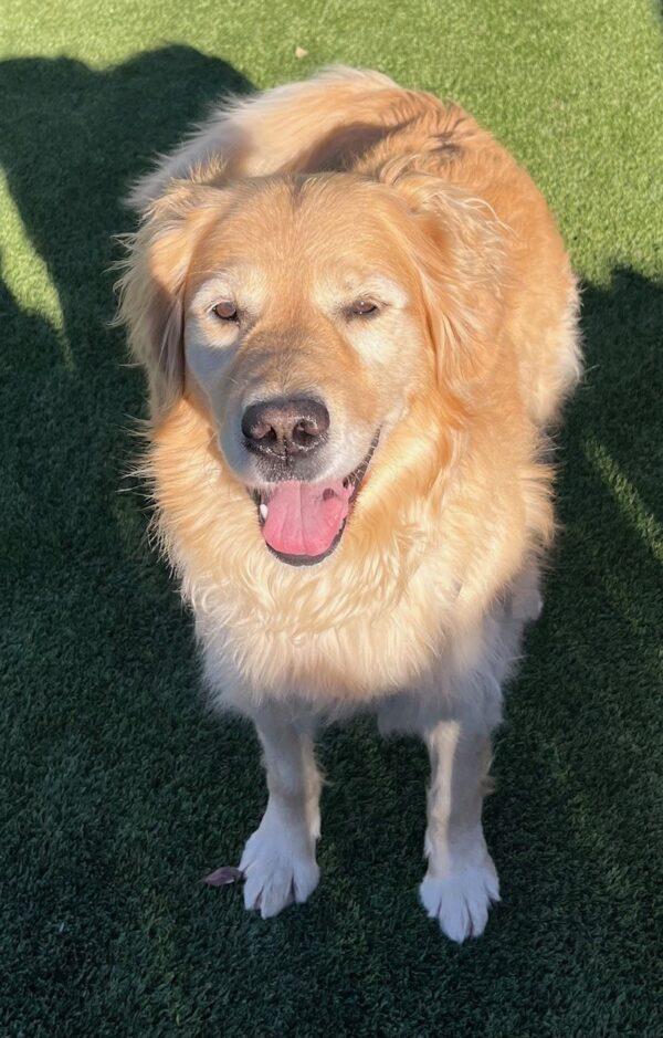 ADOPTED 12/8/24!! Bailey Sue-6 years old (Female) - Image 2