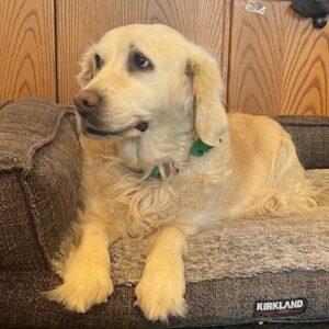ADOPTED 12/14/24!! Casey-11 years old (Female)