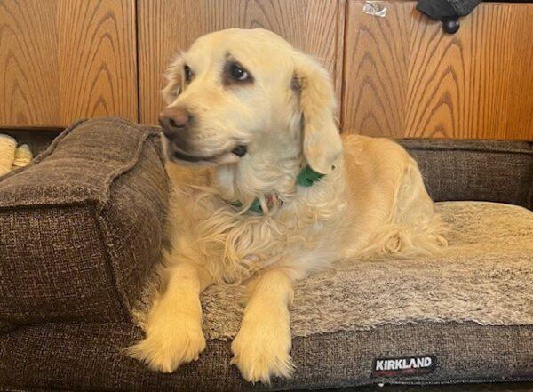 ADOPTED 12/14/24!! Casey-11 years old (Female)