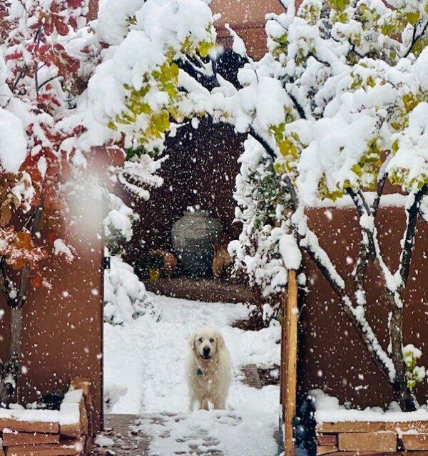 ADOPTED 12/15/24!!  Boris-7 years old (Male) - Image 2