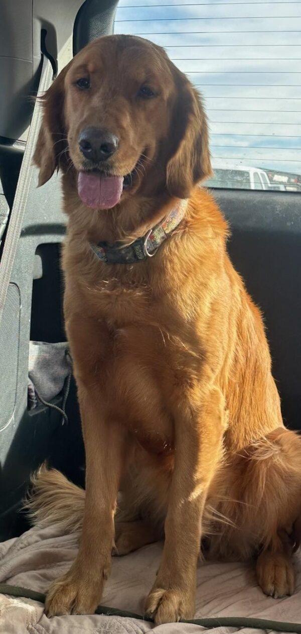 ADOPTED 12/20/24!! BONDED PAIR!!! Honey & Bailey-2 years old (Female) - Image 2