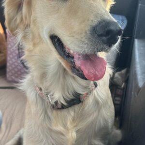 ADOPTED 12/20/24!! BONDED PAIR!!! Honey & Bailey-2 years old (Female)