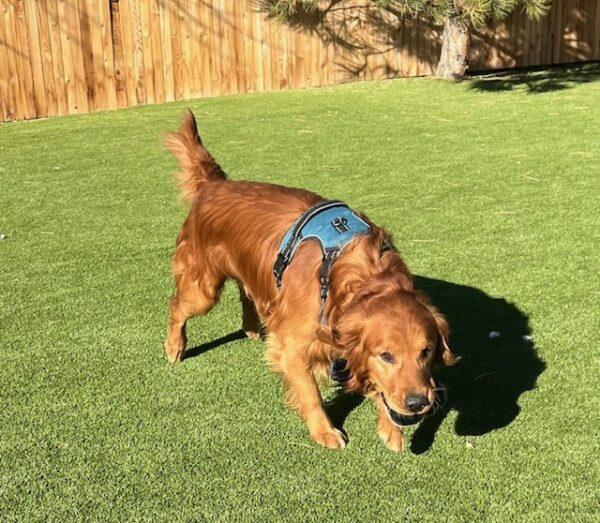 ADOPTED 1/5/25!! Marley-8 years old (Male) - Image 2