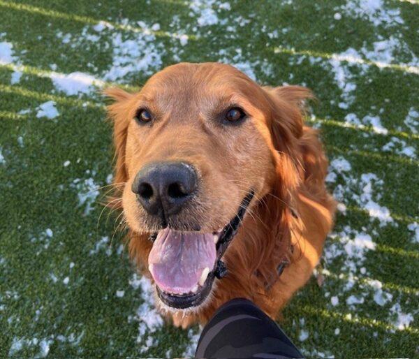 ADOPTED 1/5/25!! Marley-8 years old (Male) - Image 11