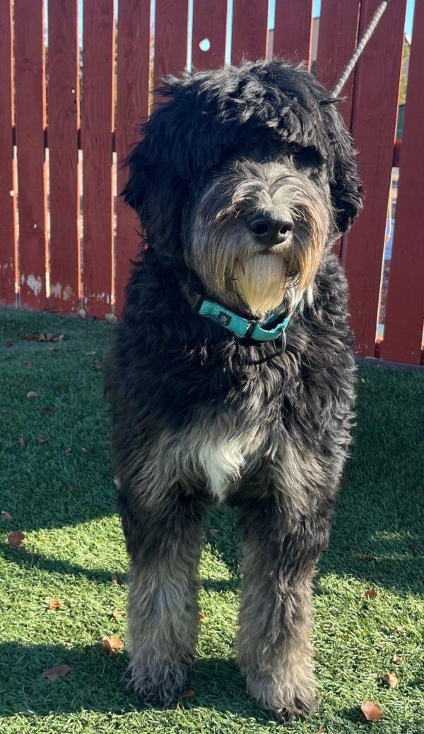 ADOPTED 1/11/25!! Bear-2 year old (Bernedoodle) - Image 2