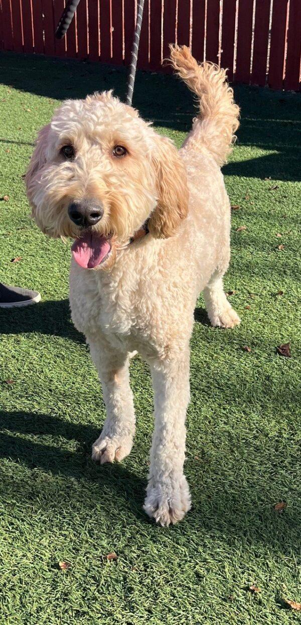 Kobe-2 years old (Goldendoodle) - Image 2