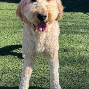 Kobe-2 years old (Goldendoodle)