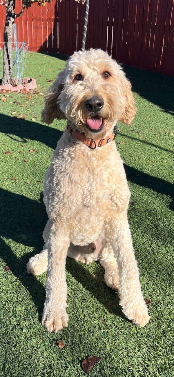 Kobe-2 years old (Goldendoodle) - Image 3