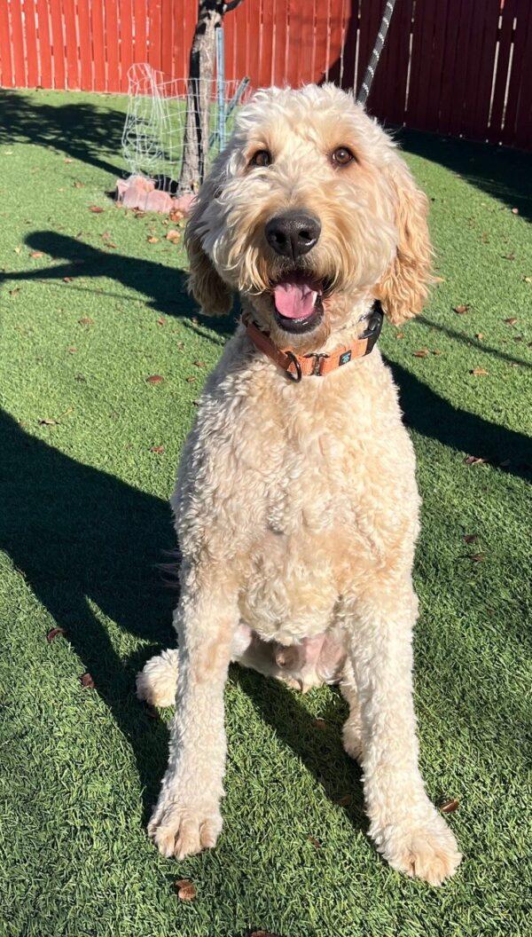 Kobe-2 years old (Goldendoodle) - Image 4
