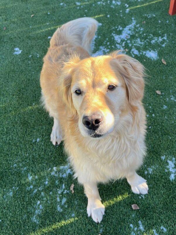 ADOPTED 12/8/24!! Bailey Sue-6 years old (Female) - Image 5