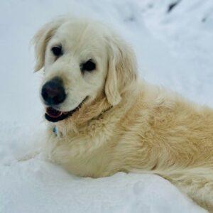 ADOPTED 12/15/24!!  Boris-7 years old (Male)