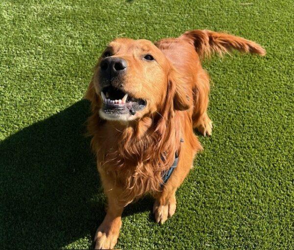 ADOPTED 1/5/25!! Marley-8 years old (Male) - Image 3
