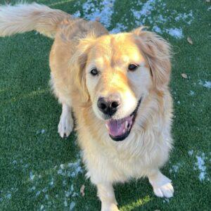 ADOPTED 12/8/24!! Bailey Sue-6 years old (Female)