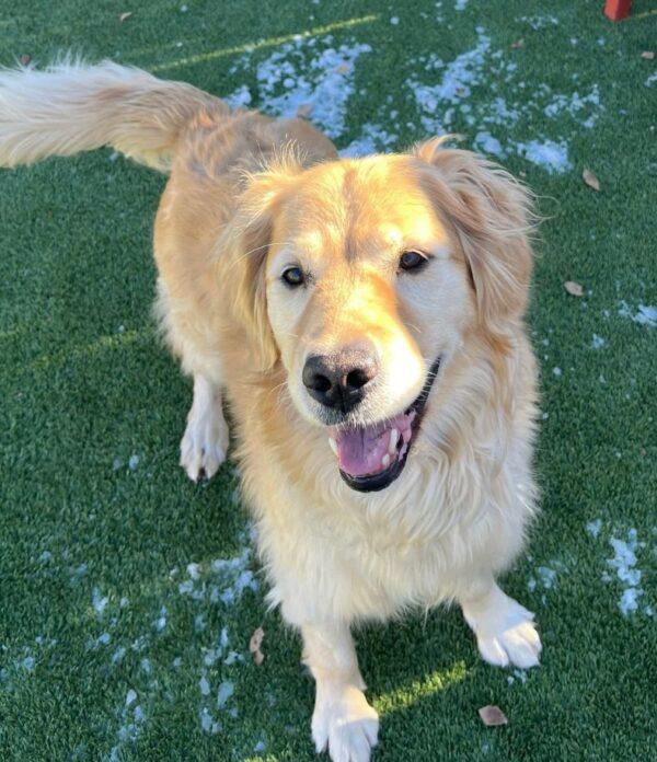 ADOPTED 12/8/24!! Bailey Sue-6 years old (Female)