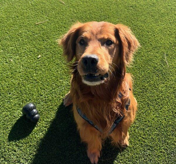 ADOPTED 1/5/25!! Marley-8 years old (Male) - Image 4
