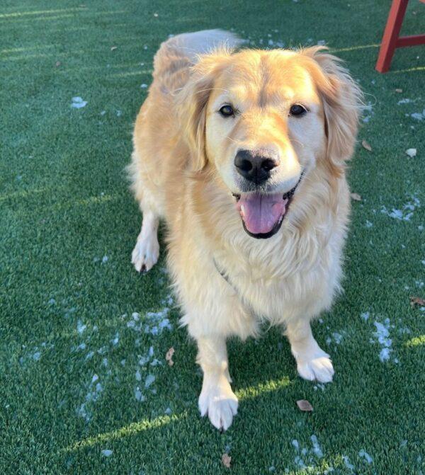 ADOPTED 12/8/24!! Bailey Sue-6 years old (Female) - Image 7
