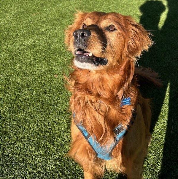 ADOPTED 1/5/25!! Marley-8 years old (Male) - Image 5