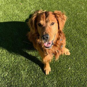 ADOPTED 1/5/25!! Marley-8 years old (Male)
