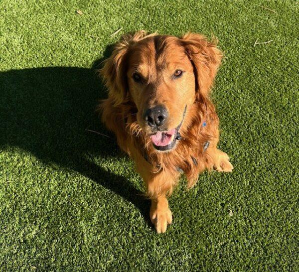 ADOPTED 1/5/25!! Marley-8 years old (Male)