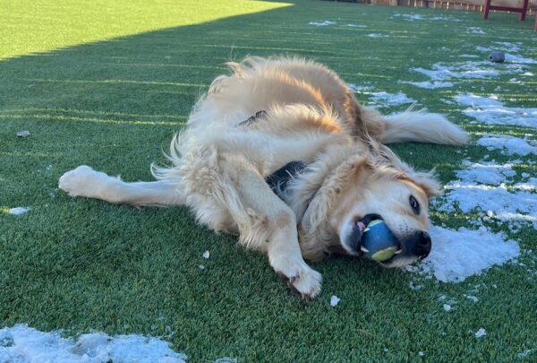ADOPTED 12/8/24!! Bailey Sue-6 years old (Female) - Image 3