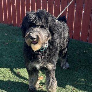 ADOPTED 1/11/25!! Bear-2 year old (Bernedoodle)