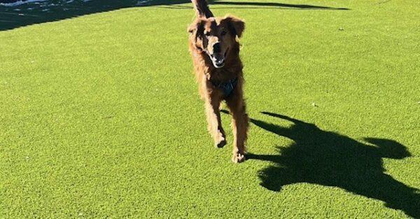 ADOPTED 1/5/25!! Marley-8 years old (Male) - Image 8