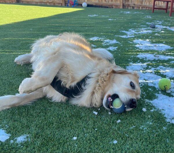 ADOPTED 12/8/24!! Bailey Sue-6 years old (Female) - Image 11
