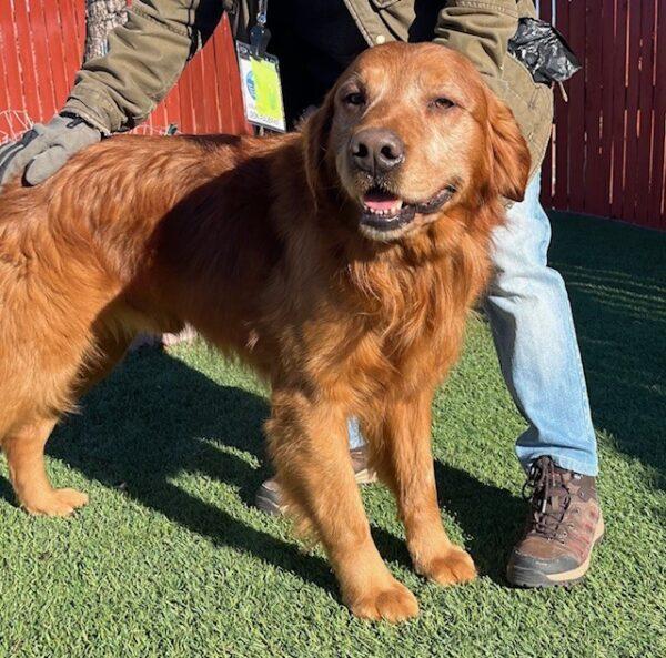 ADOPTED 1/23/25!!! Rusty-7 years old (Male)