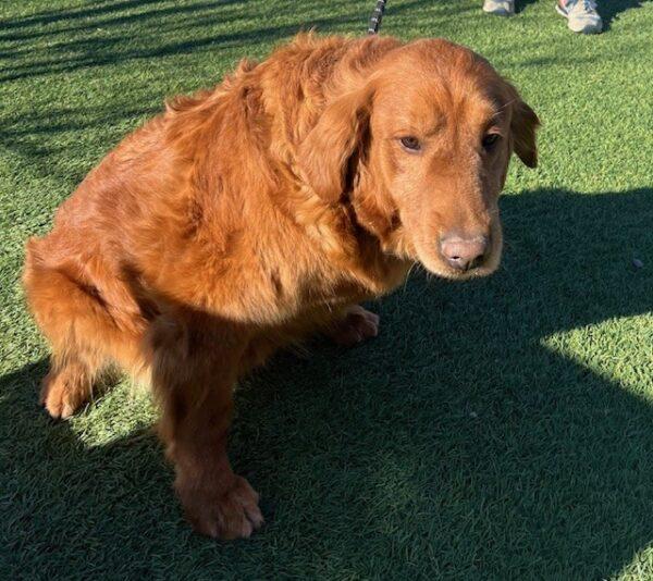 ADOPTED 1/17/25!! Ruby-7 years old (Female) - Image 2