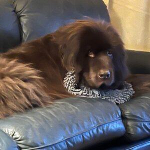 ADOPTED 1/27/25!!! Bay-6 years old (Male) Newfoundland