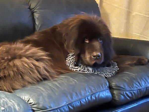 ADOPTED 1/27/25!!! Bay-6 years old (Male) Newfoundland