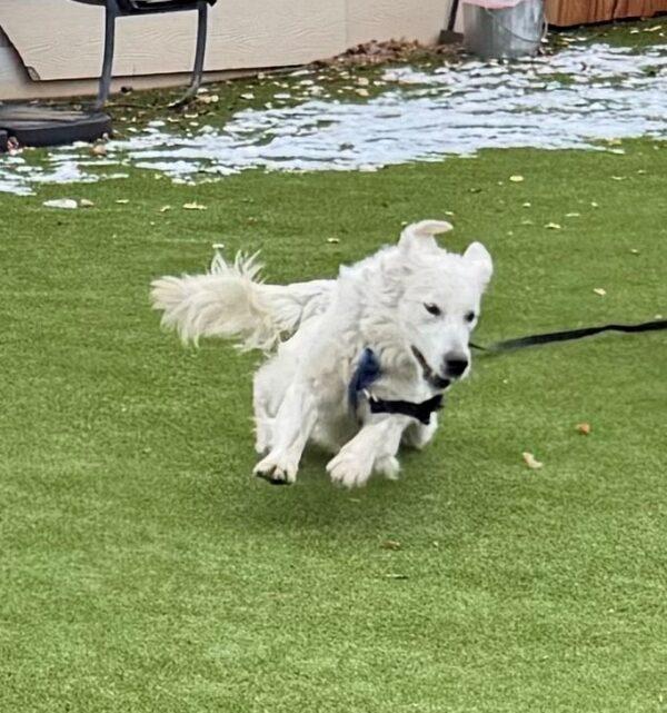 ADOPTED 4/18/25!!  George-2 years old (Male) - Image 2