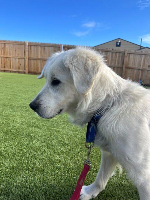 ADOPTED 4/18/25!!  George-2 years old (Male) - Image 8