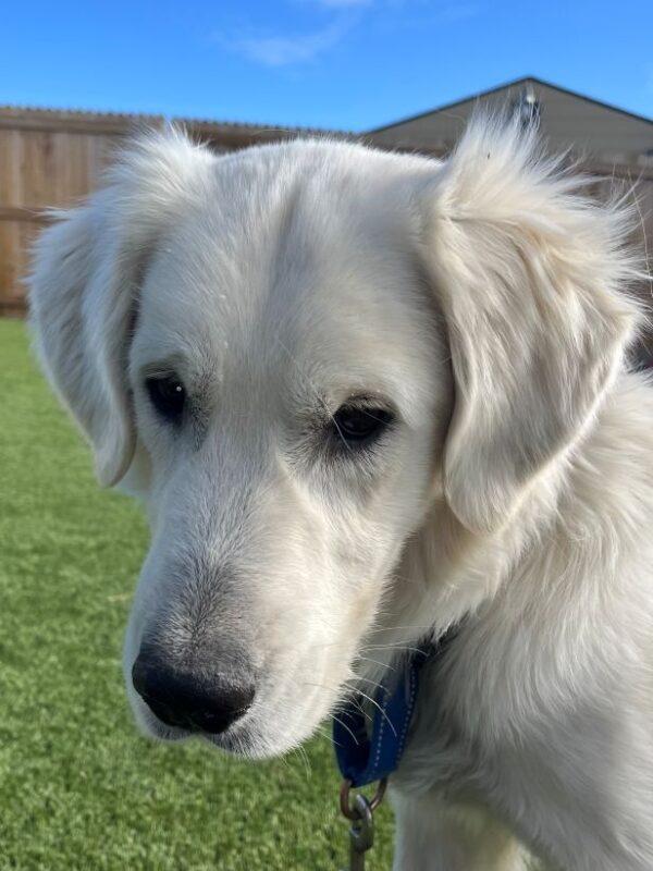 ADOPTED 4/18/25!!  George-2 years old (Male) - Image 4