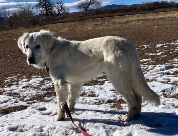ADOPTED 4/18/25!!  George-2 years old (Male) - Image 6