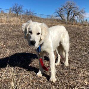 ADOPTED 4/18/25!!  George-2 years old (Male)