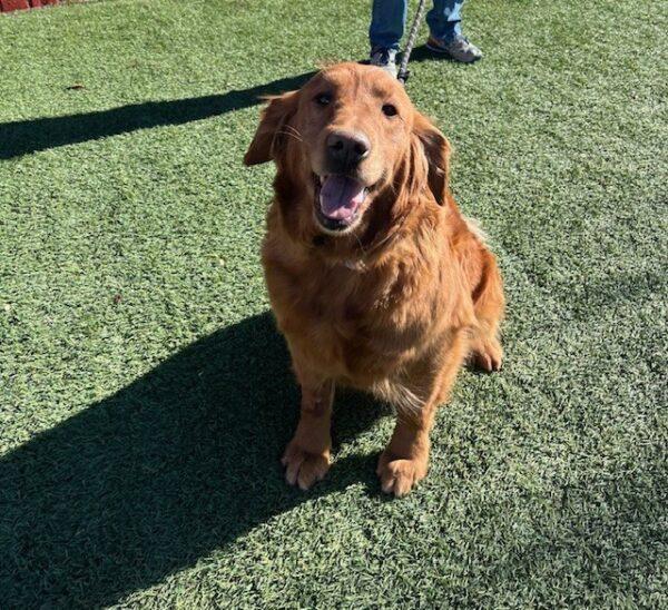 ADOPTED 1/17/25!! Ruby-7 years old (Female) - Image 3