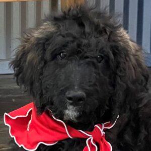 ADOPTED 1/29/25!!! Fallah-4 months old (Female) Goldendoodle