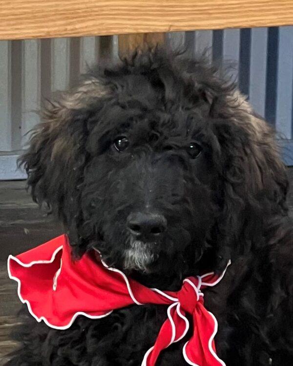 ADOPTED 1/29/25!!! Fallah-4 months old (Female) Goldendoodle