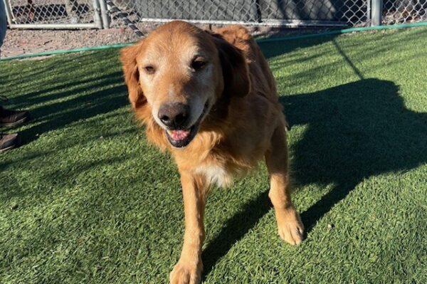 ADOPTED 2/1/25!! Buddy-10 years old (Male) - Image 4